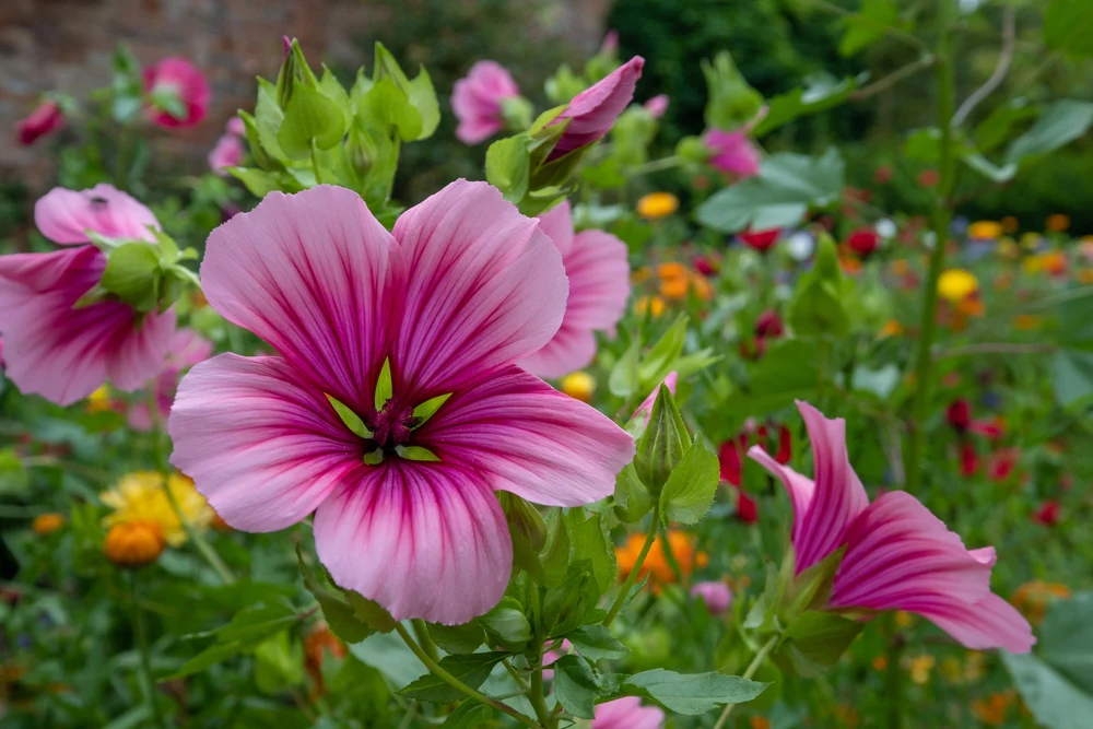 Mallow Flower